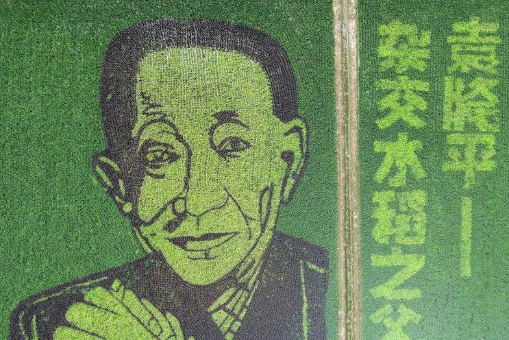 袁隆平爺爺的稻田畫(huà)