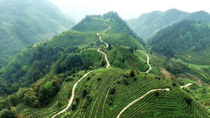 萬(wàn)畝茶園描繪鄉村振興新畫(huà)卷