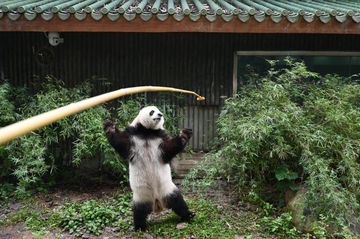 探訪(fǎng)廣州動(dòng)物園大熊貓守護人的日常