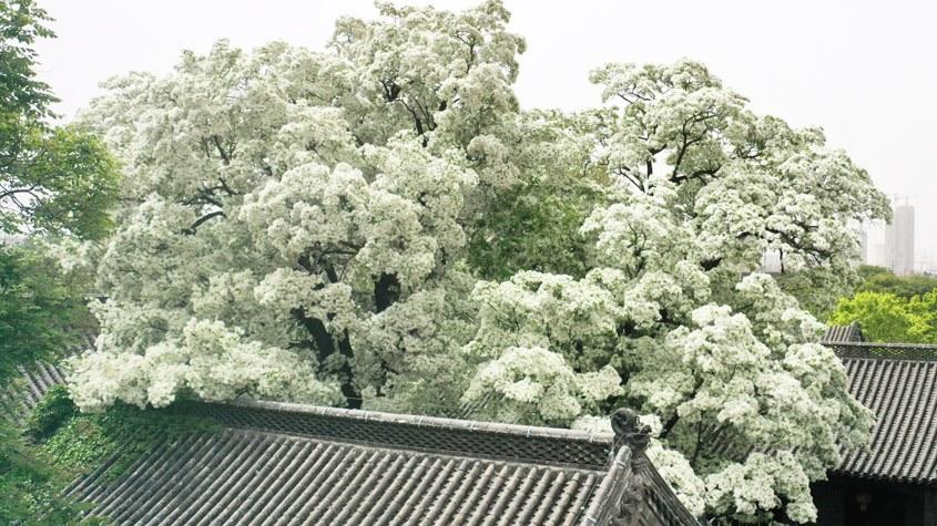 山東濟寧：三百多歲流蘇樹(shù)繁花綻放