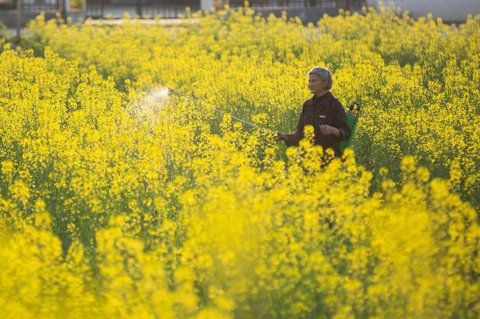 革命老區10萬(wàn)畝油菜花開(kāi)