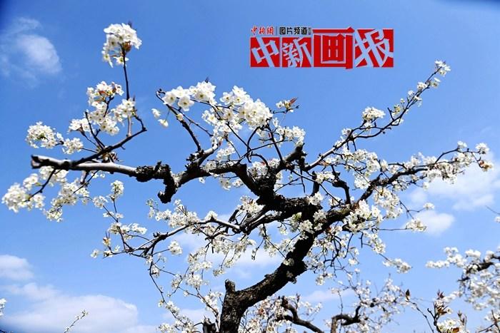 人間最美四月天 賞花正當時(shí)