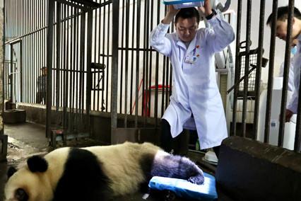大熊貓軟組織損傷 重慶動(dòng)物園借助園外醫療設備聯(lián)合醫療專(zhuān)家會(huì )診