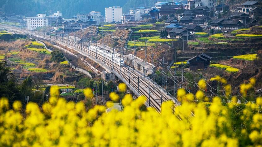 貴州油菜花開(kāi)扮靚鄉村