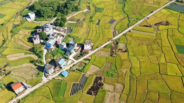 廣西北部山區金稻滿(mǎn)田 “豐”景如畫(huà)