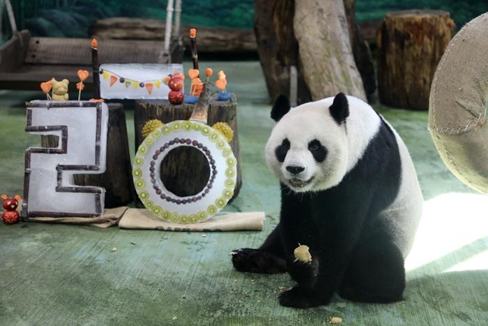 大熊貓“圓圓”的20歲生日會(huì )