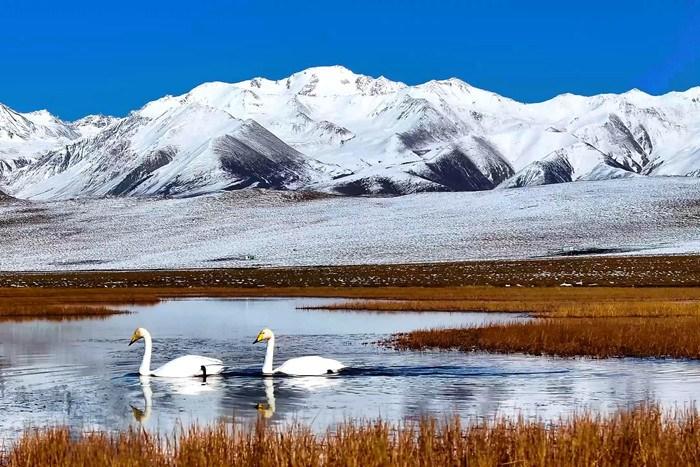 祁連山腹地水鳥(niǎo)云集 藍天雪山盡顯和諧純凈