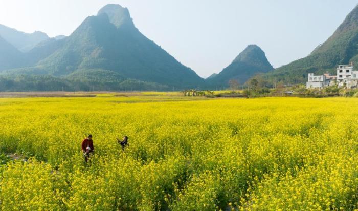 廣西南寧油菜花開(kāi)扮靚鄉村