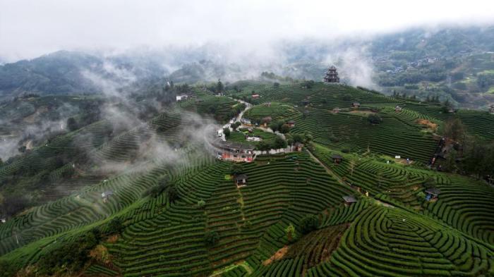 廣西三江侗鄉：雨后茶園美如畫(huà)