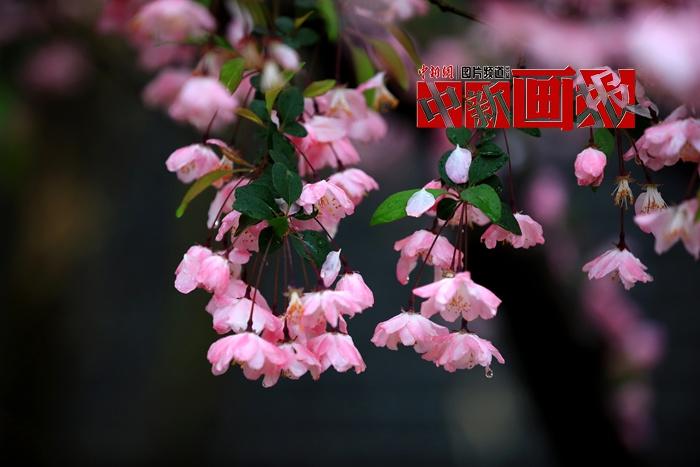 谷雨時(shí)節 細雨綿綿中遇見(jiàn)暮春之美