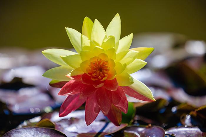 昆明大觀(guān)樓雙色睡蓮“萬(wàn)維莎”綻放