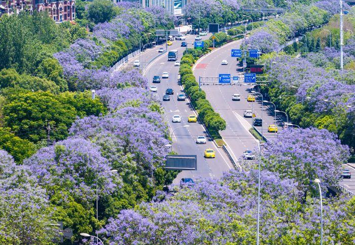 重慶藍花楹盛開(kāi) 城市道路變身“紫色花?！?>
     <p>重慶藍花楹盛開(kāi) 城市道路變身“紫色花?！?/p>
</a><a href=