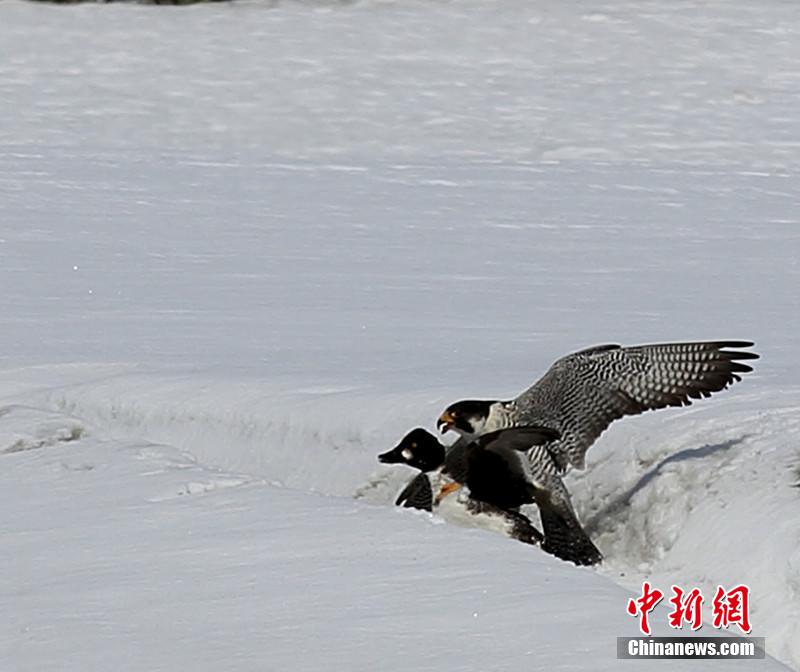 實(shí)拍新疆額爾齊斯河隼鴨水陸大戰
