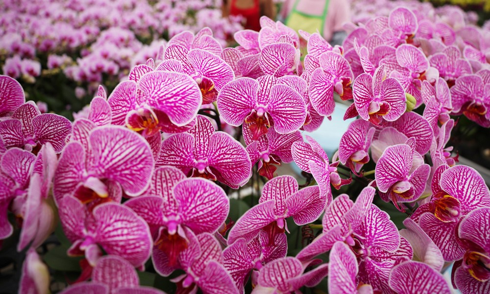 走進(jìn)江蘇宿遷鏡觀(guān)蝴蝶蘭開(kāi)出鄉村振興“致富花”
