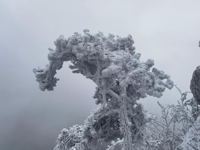 河南南陽(yáng)老界嶺現霧凇景觀(guān)