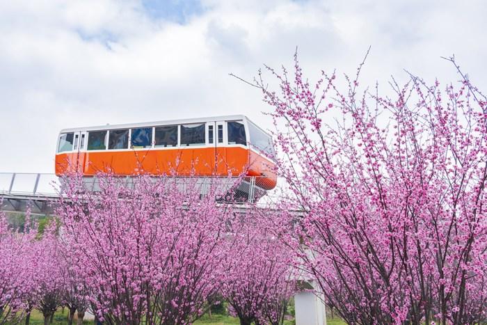 纜車(chē)穿梭“粉色花?！?宛若進(jìn)入童話(huà)世界 