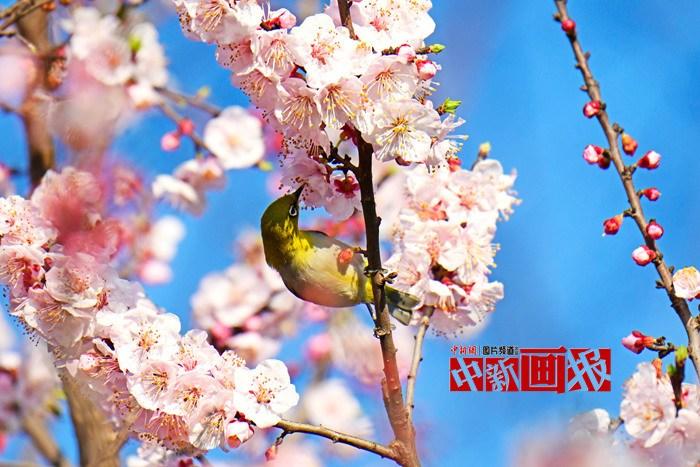 【中新畫(huà)報】花鳥(niǎo)繽紛迷人眼 春日好戲已上演