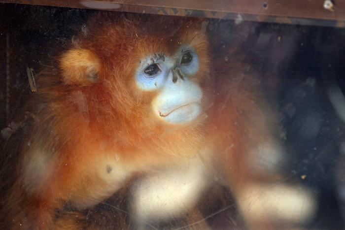 法國博瓦勒動(dòng)物園迎來(lái)三只中國金絲猴